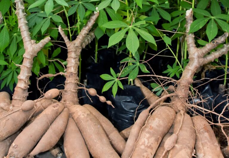 Fighting hunger with cassava